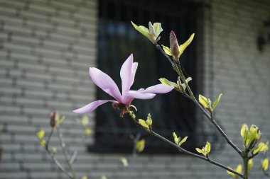 Açık pembe manolya mayıs ayında bahçede çiçek açar. Berlin, Almanya 