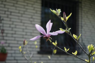 Açık pembe manolya mayıs ayında bahçede çiçek açar. Berlin, Almanya 
