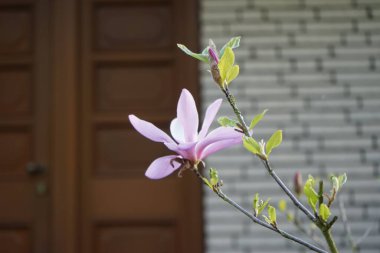 Açık pembe manolya mayıs ayında bahçede çiçek açar. Berlin, Almanya 