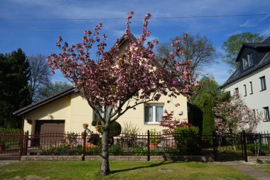 Mayıs ayında yol boyunca çiçek açan Prunus triloba. Berlin, Almanya 