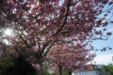 Mayıs ayında yol boyunca çiçek açan Prunus triloba. Berlin, Almanya 