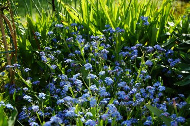Mayısta bahçede mavi beni-unutma-nots. Myosotis ya da Myosotis, Boraginaceae familyasından bir bitki cinsidir. Berlin, Almanya