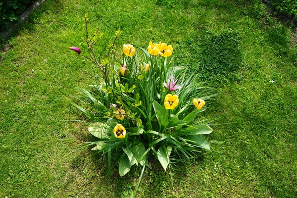 Magnolia Susan Dikelilingi Oleh Tulip Kuning Taman Pada Bulan Mei — Stok Foto