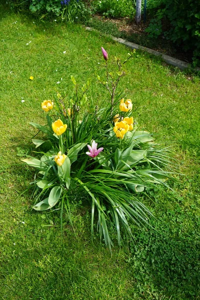 Magnolia Susan Dikelilingi Oleh Tulip Kuning Taman Pada Bulan Mei — Stok Foto