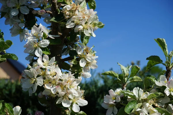 5月に円柱状のリンゴの木の花に蜂 ドイツ ベルリン — ストック写真