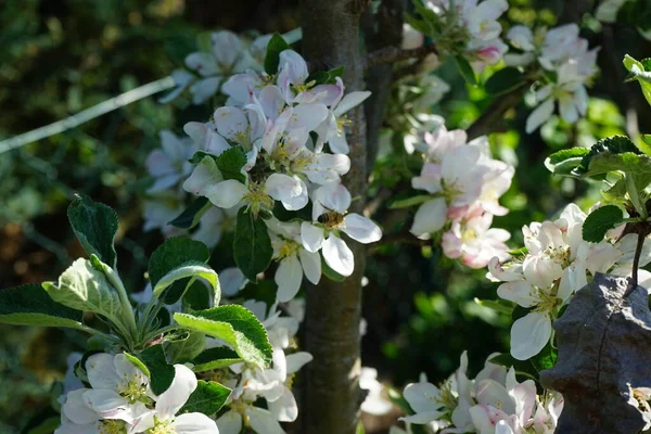 5月に円柱状のリンゴの木の花に蜂 ドイツ ベルリン — ストック写真