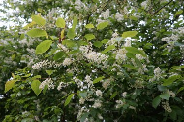 Baharda çiçek açan kuş kirazı. Prunus padus, gülüzü (