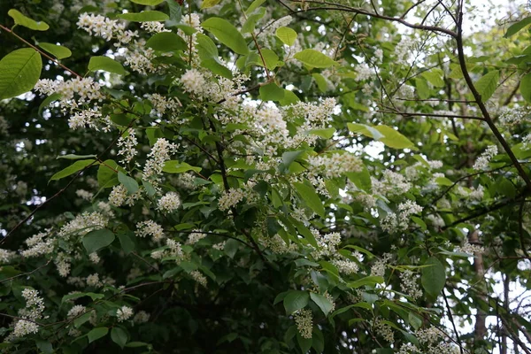 Cereja Pássaro Florescente Primavera Prunus Padus Uma Espécie Planta Com — Fotografia de Stock