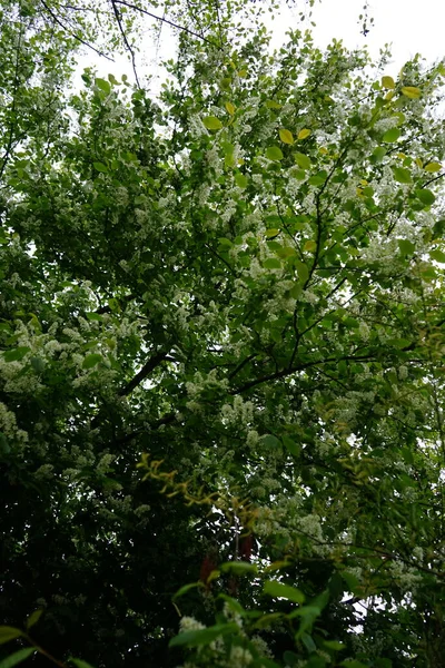 Ciliegia Uccello Fiorita Primavera Prunus Padus Uccello Ciliegio Hackberry Hagberry — Foto Stock