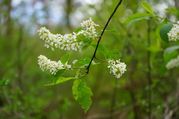 Cereja Pássaro Florescente Primavera Prunus Padus Uma Espécie Planta Com — Fotografia de Stock