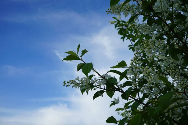 Blooming Bird Cherry Spring Prunus Padus Bird Cherry Hackberry Hagberry — Stock Photo, Image