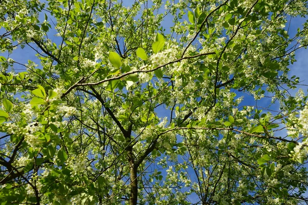 Bloeiende Vogelkers Het Voorjaar Prunus Padus Vogelkers Rosaceae Een Plant — Stockfoto