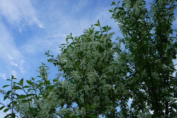 Cereja Pássaro Florescente Primavera Prunus Padus Uma Espécie Planta Com — Fotografia de Stock