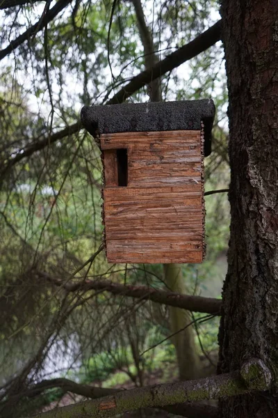 Vogelhuisje Aan Boom Het Voorjaar Berlijn Duitsland — Stockfoto