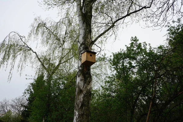 Casa Pájaros Árbol Primavera Berlín Alemania —  Fotos de Stock