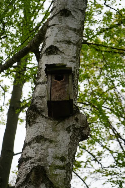 Birdhouse Árvore Primavera Berlim Alemanha — Fotografia de Stock