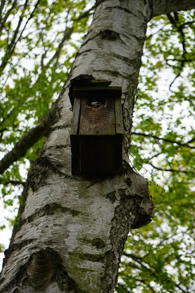 Birdhouse Sull Albero Primavera Berlino Germania — Foto Stock