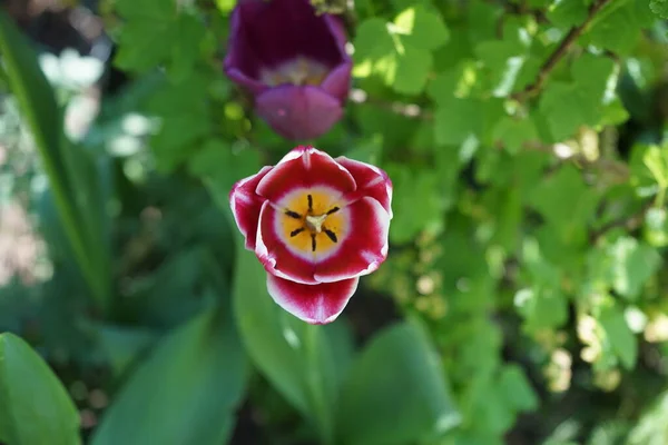 Triumph Tulips Red White Garden May Berlin Germany — Stock Photo, Image