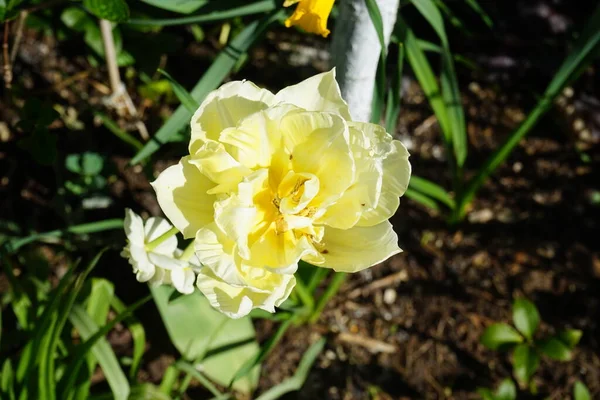 Yellow Double Tulip Montreux Narcissus Garden May Berlin Germany — Stock Photo, Image