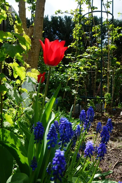 Vörös Tulipán Kertben Májusban Berlin Németország — Stock Fotó