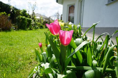 Mayıs ayında bahçede zafer pembesi laleleri. Berlin, Almanya  