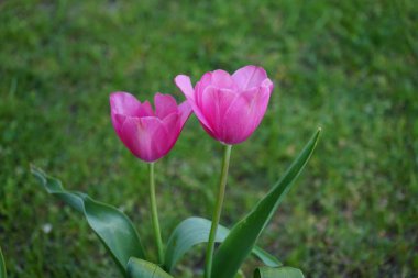 Mayıs ayında bahçede zafer pembesi laleleri. Berlin, Almanya  