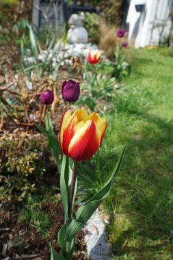 Mayısta bahçede açan laleler. Berlin, Almanya  