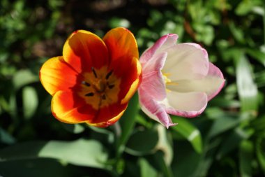 Mayısta bahçede açan laleler. Berlin, Almanya  