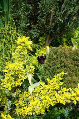 Mayısta bahçede basit, geç saatte laleler 