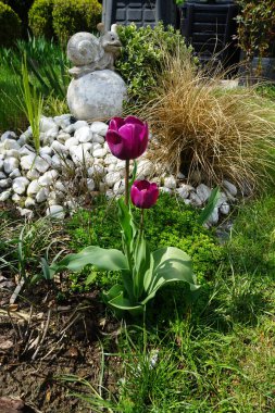 Mayıs ayında bahçede mor laleler. Berlin, Almanya  