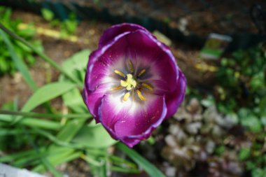 Mayıs ayında bahçede mor laleler. Berlin, Almanya  