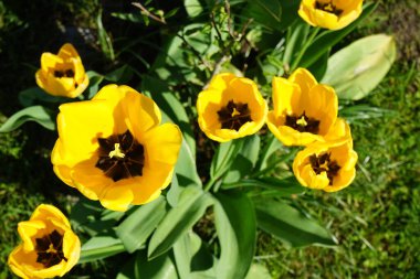 Mayıs 'ta bahçede sarı laleler. Berlin, Almanya 