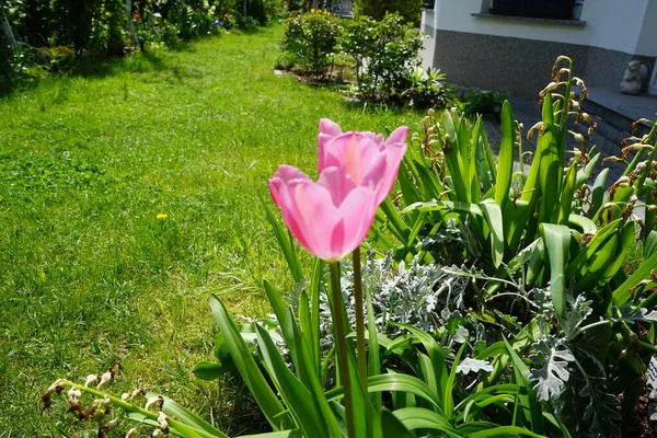 Triumph Pink Tulips Garden May Berlin Germany — Stock Photo, Image