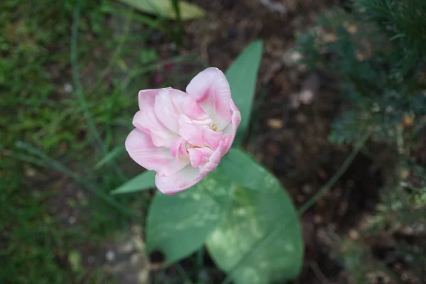 Duplo Tulipas Rosa Jardim Maio Berlim Alemanha — Fotografia de Stock