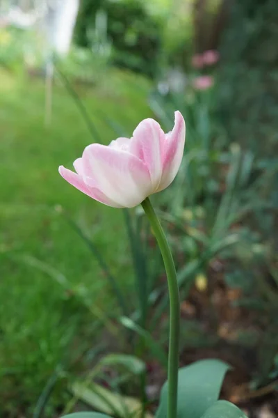 Double Pink Tulips Garden May Berlin Germany — Stock Photo, Image