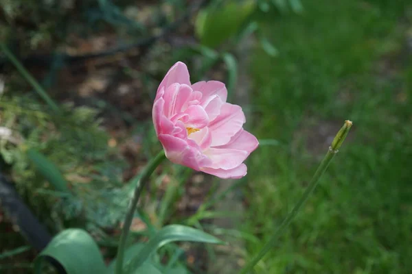 Podwójnie Różowe Tulipany Ogrodzie Maju Berlin Niemcy — Zdjęcie stockowe