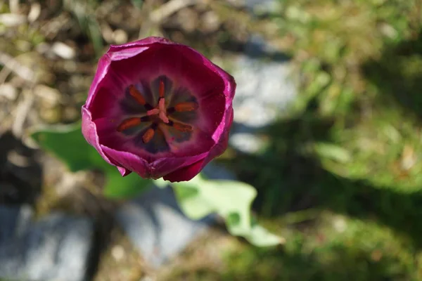 5月に庭の紫色のチューリップ ドイツ ベルリン — ストック写真