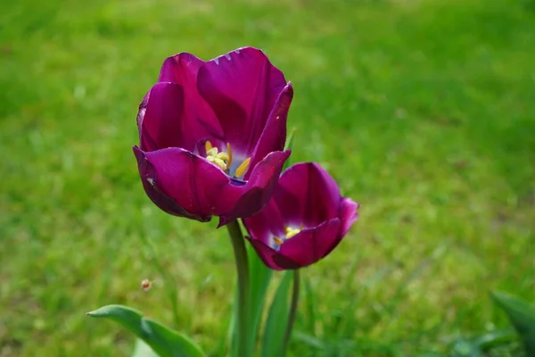 Фиолетовые Тюльпаны Саду Мае Берлин Германия — стоковое фото
