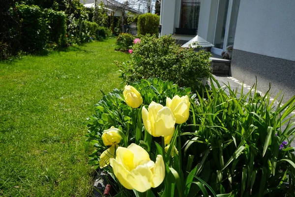 Tulipes Jaunes Dans Jardin Mai Berlin Allemagne — Photo