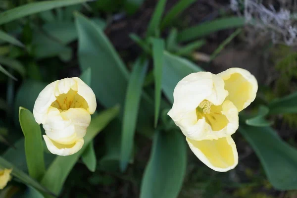 Tulipas Amarelas Jardim Maio Berlim Alemanha — Fotografia de Stock