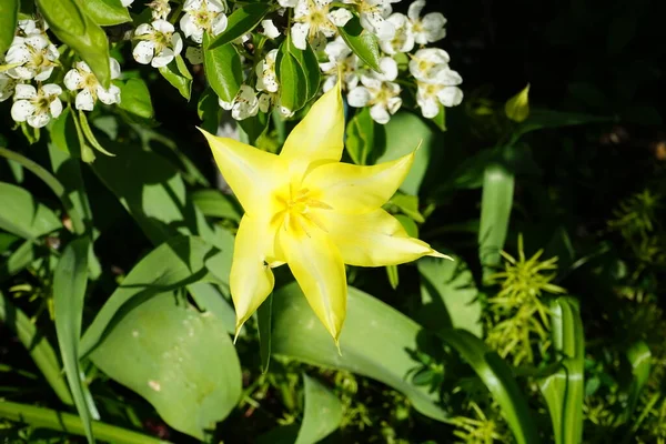 Leve Amarelo Lírio Forma Tulipa Maio Jardim Berlim Alemanha — Fotografia de Stock