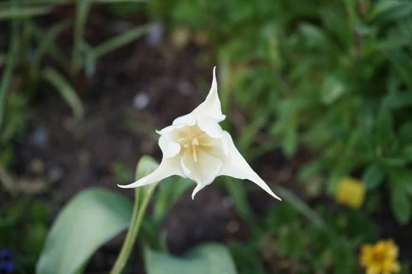 Leve Amarelo Lírio Forma Tulipa Maio Jardim Berlim Alemanha — Fotografia de Stock