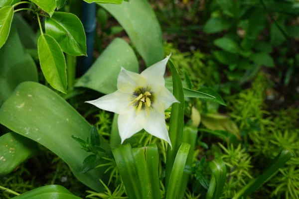 Light Yellow Lily Shaped Tulip May Garden Berlin Germany — Stock Photo, Image