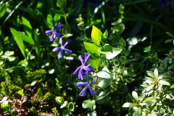 Vinca Minor Lesser Periwinkle Dwarf Periwinkle Species Flowering Plant Dogbane — Stock Photo, Image