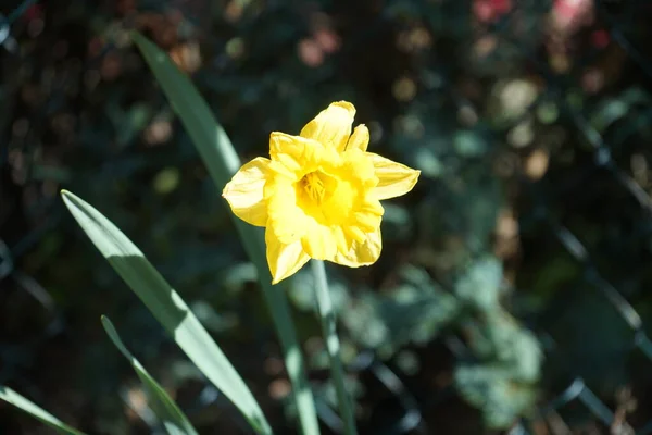 Daffodil Narcissus Hollandse Meester Tuin Mei Berlijn Duitsland — Stockfoto