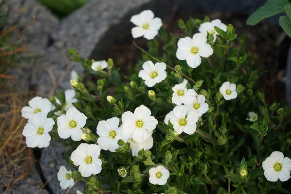 Arenaria Montana Blizzard Mai Garten Arenaria Montana Das Bergsandkraut Ist — Stockfoto