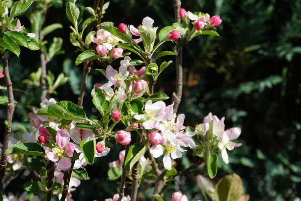 円柱状のリンゴの木は5月に庭にピンクの花を咲かせます ドイツ ベルリン — ストック写真