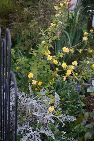 Kerria Japonica Een Struik Uit Rozenfamilie Rosaceae Berlijn Duitsland — Stockfoto