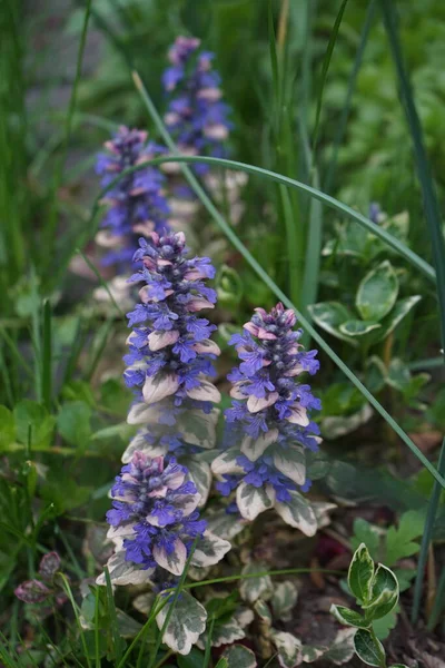 阿尤加爬行动物 蓝色号角 丁角草 丁角草 地毯丁角草 普通号角 圣劳伦斯植物 它是一种草本植物 属于薄荷植物科 德国柏林 — 图库照片