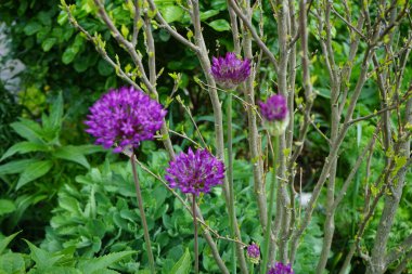 Bahçede mayıs ayında Allium aflatunense 